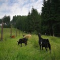 /album/fotogalerie-detsky-letni-a-lyzarsky-park-na-bile-v-beskydech/detsky-letni-park-na-bile22-jpg/